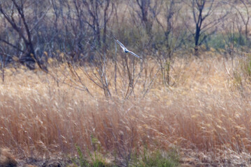 Fototapeta premium 狩りのために葦原を飛翔する美しいハイイロチュウヒ（タカ科） 英名学名：Northern harrier (Circus cyaneus, family comprising hawks) 群馬県太田市利根川河川敷-2025年 