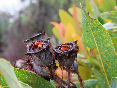 Angophora hispida fruit capsules and leaves