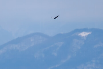 狩りのために葦原を飛翔する美しいハイイロチュウヒ（タカ科）
英名学名：Northern harrier (Circus cyaneus, family comprising hawks) 
群馬県太田市利根川河川敷-2025年
