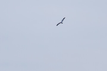 狩りのために葦原を飛翔する美しいハイイロチュウヒ（タカ科）
英名学名：Northern harrier (Circus cyaneus, family comprising hawks) 
群馬県太田市利根川河川敷-2025年
