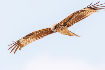 飛翔する美しいトビ（タカ科）
英名学名：Black Kites (Milvus migrans)
群馬県太田市利根川河川敷-2025年
