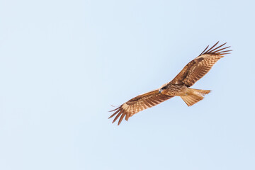 飛翔する美しいトビ（タカ科）
英名学名：Black Kites (Milvus migrans)
群馬県太田市利根川河川敷-2025年
