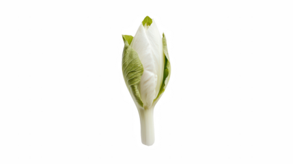 a close up of a white flower on a transparent background, PNG image, PNG file, Generative art.