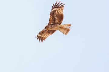 飛翔する美しいトビ（タカ科）
英名学名：Black Kites (Milvus migrans)
群馬県太田市利根川河川敷-2025年
