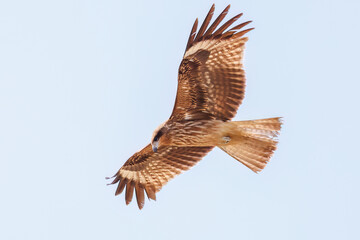 飛翔する美しいトビ（タカ科）
英名学名：Black Kites (Milvus migrans)
群馬県太田市利根川河川敷-2025年
