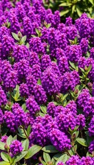 Obraz premium Dense purple flower clusters forming a vibrant carpet, detail, serenity, flowering plant