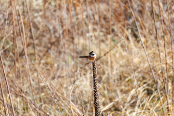 飛び出し飛翔する可愛いホオジロ（ホオジロ科）
英名学名：Meadow Bunting (Emberiza cioides, family comprising buntings)
群馬県太田市利根川河川敷-2025年
