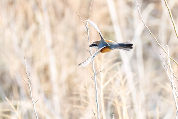 飛翔する美しいモズ（モズ科）
英名学名：Bull-headed shrike (Lanius bucephalus)
群馬県太田市利根川河川敷-2025年

