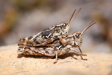 Close up of a mating pair of north Island grasshoppers