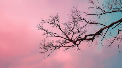 Bare tree branch against a soft pink sky