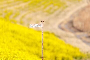 飛翔する美しいモズ（モズ科）
英名学名：Bull-headed shrike (Lanius bucephalus)
広大な河川敷の美しい菜の花畑の斜面
群馬県太田市利根川河川敷-2025年

