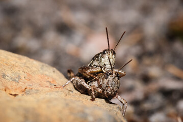Close up of a mating pair of north Island grasshoppers