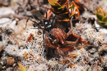 New Zealand black hunting wasp with a spider it has caught