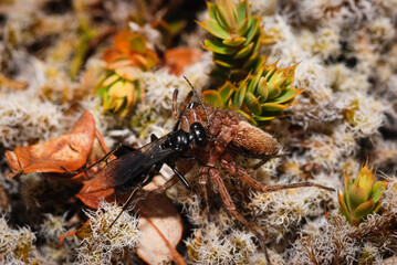 New Zealand black hunting wasp with a spider it has caught