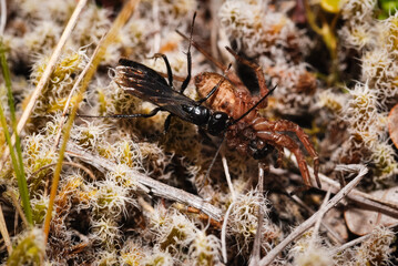 New Zealand black hunting wasp with a spider it has caught