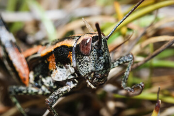 Close up of a north Island grasshopper