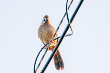 夕日を浴びる可愛いカオジロガビチョウ（チメドリ科）
英名学名：White-browed Laughingthrush (Garrulax sannio, family Chimedonidae)
群馬県太田市利根川河川敷-2025年

