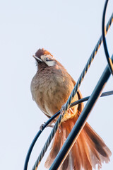 夕日を浴びる可愛いカオジロガビチョウ（チメドリ科）
英名学名：White-browed Laughingthrush (Garrulax sannio, family Chimedonidae)
群馬県太田市利根川河川敷-2025年

