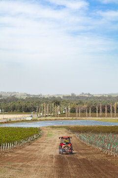 Tractor spraying vineyard beside newly planted grape vines