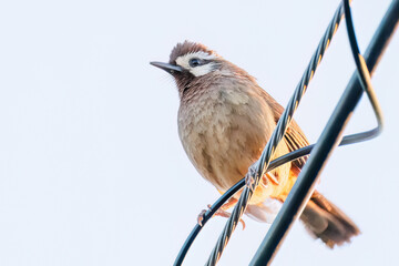 夕日を浴びる可愛いカオジロガビチョウ（チメドリ科）
英名学名：White-browed Laughingthrush (Garrulax sannio, family Chimedonidae)
群馬県太田市利根川河川敷-2025年

