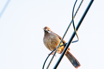 夕日を浴びる可愛いカオジロガビチョウ（チメドリ科）
英名学名：White-browed Laughingthrush (Garrulax sannio, family Chimedonidae)
群馬県太田市利根川河川敷-2025年

