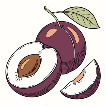 purple plums with leaf, cut, isolated clip art preview