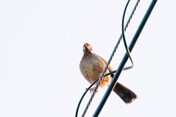 夕日を浴びる可愛いカオジロガビチョウ（チメドリ科）
英名学名：White-browed Laughingthrush (Garrulax sannio, family Chimedonidae)
群馬県太田市利根川河川敷-2025年

