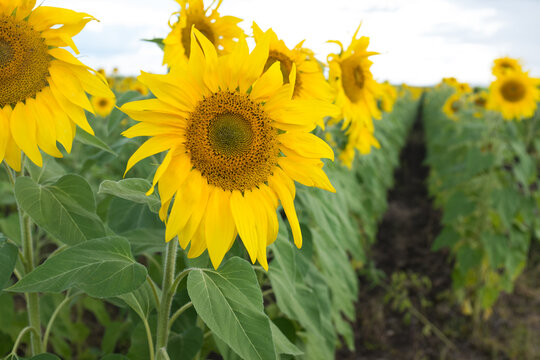 Row of sunflowers in a field