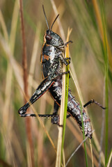 Close up of a north Island grasshopper