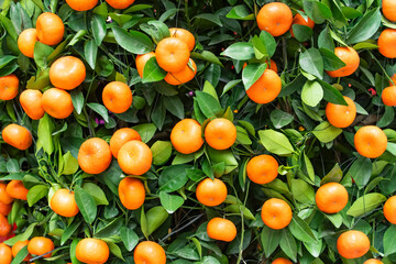 Tangerines, a symbol of good luck at Chinese New Year in garden