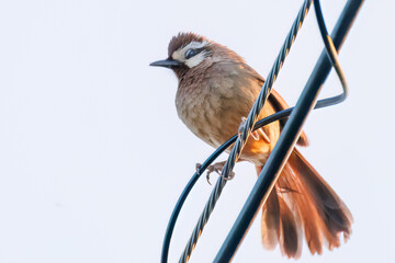 夕日を浴びる可愛いカオジロガビチョウ（チメドリ科）
英名学名：White-browed Laughingthrush (Garrulax sannio, family Chimedonidae)
群馬県太田市利根川河川敷-2025年

