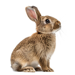 Obraz premium Rabbit Sitting on a White Background with Brown Fur and Dark Eyes