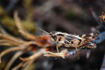 Close up of a north Island grasshopper