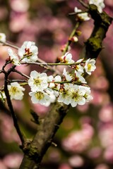 plum blossom