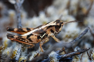 Close up of a north Island grasshopper