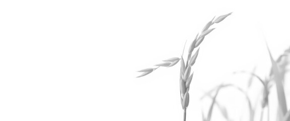 Single golden rice paddy ear, vibrant yellow grains, isolated on white, crop, sunlight, ear