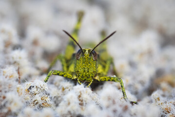 Close up of a north Island grasshopper