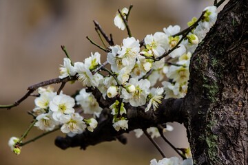 plum blossom