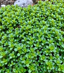 Obraz premium Dense patch of miniature-leaved green plant, thriving outdoors, dense, lush, sprout