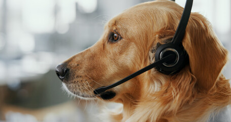 Dog, agent or call center with headset at office for animal care, pet insurance or online service. Profile, consultant or canine with mic for vet consultation, help or virtual assistance at workplace