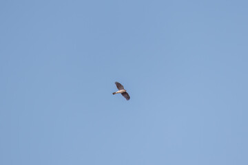 飛翔する美しいハイタカ（タカ科）
英名学名：Sparrowhawk (Accipiter nisus, family comprsing hawks)
栃木県栃木市渡良瀬遊水地-2025

