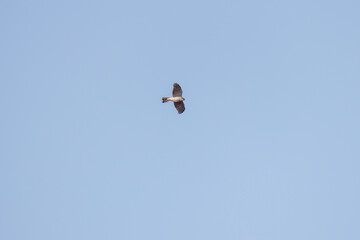 飛翔する美しいハイタカ（タカ科）
英名学名：Sparrowhawk (Accipiter nisus, family comprsing hawks)
栃木県栃木市渡良瀬遊水地-2025
