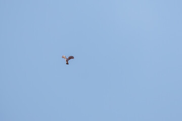 飛翔する美しいハイタカ（タカ科）
英名学名：Sparrowhawk (Accipiter nisus, family comprsing hawks)
栃木県栃木市渡良瀬遊水地-2025
