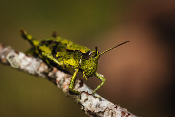 Fototapeta premium Close up of North Island Grasshopper