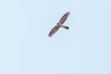 飛翔する美しいハイタカ（タカ科）
英名学名：Sparrowhawk (Accipiter nisus, family comprsing hawks)
栃木県栃木市渡良瀬遊水地-2025
