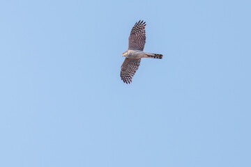 飛翔する美しいハイタカ（タカ科）
英名学名：Sparrowhawk (Accipiter nisus, family comprsing hawks)
栃木県栃木市渡良瀬遊水地-2025

