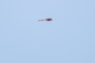 飛翔する美しいハイタカ（タカ科）
英名学名：Sparrowhawk (Accipiter nisus, family comprsing hawks)
栃木県栃木市渡良瀬遊水地-2025
