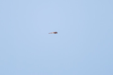 飛翔する美しいハイタカ（タカ科）
英名学名：Sparrowhawk (Accipiter nisus, family comprsing hawks)
栃木県栃木市渡良瀬遊水地-2025
