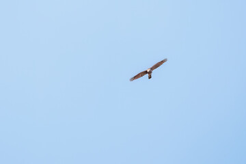 飛翔する美しいハイタカ（タカ科）
英名学名：Sparrowhawk (Accipiter nisus, family comprsing hawks)
栃木県栃木市渡良瀬遊水地-2025
