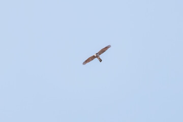 飛翔する美しいハイタカ（タカ科）
英名学名：Sparrowhawk (Accipiter nisus, family comprsing hawks)
栃木県栃木市渡良瀬遊水地-2025
